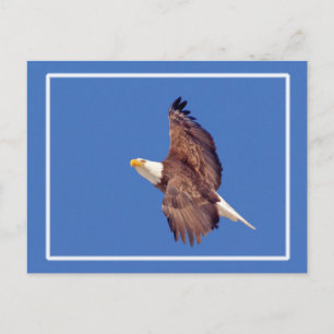 Bald Eagle Eyes tegen de hemel Briefkaart