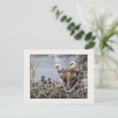 Bald Eagle Familie van Vier Briefkaart (Staand voorkant)