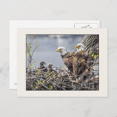 Bald Eagle Familie van Vier Briefkaart (Voorkant / Achterkant)