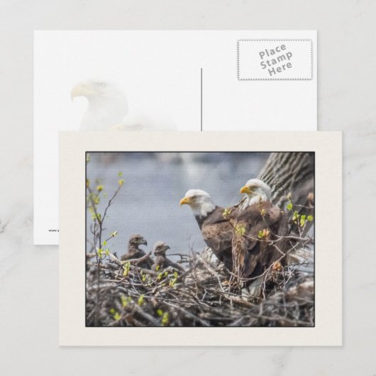 Bald Eagle Familie van Vier Briefkaart (Voorkant / Achterkant)