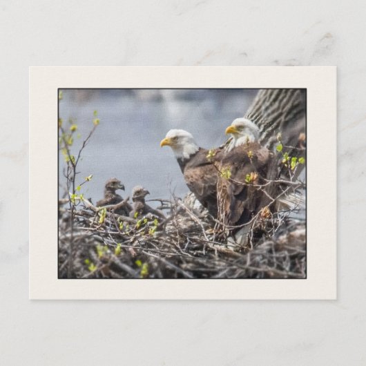 Bald Eagle Familie van Vier Briefkaart (Voorkant)