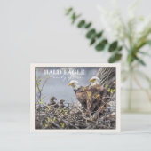 Bald Eagle Familie van Vier Briefkaart (Staand voorkant)