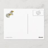 Bald Eagle Familie van Vier Briefkaart (Achterkant)