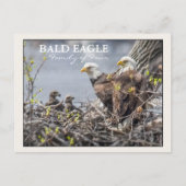 Bald Eagle Familie van Vier Briefkaart (Voorkant)