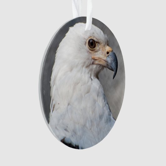 Bald Eagle Familienaam Ornament (voorkant)