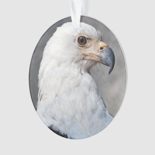 Bald Eagle Familienaam Ornament (voorkant)