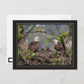 Bald Eagle Family Portret Briefkaart (Voorkant / Achterkant)