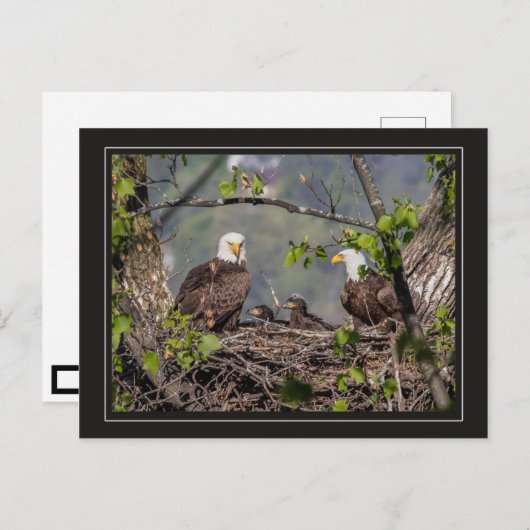 Bald Eagle Family Portret Briefkaart (Voorkant / Achterkant)