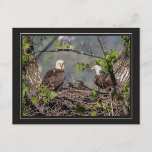Bald Eagle Family Portret Briefkaart
