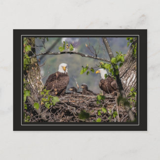 Bald Eagle Family Portret Briefkaart
