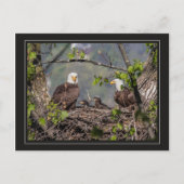 Bald Eagle Family Portret Briefkaart (Voorkant)