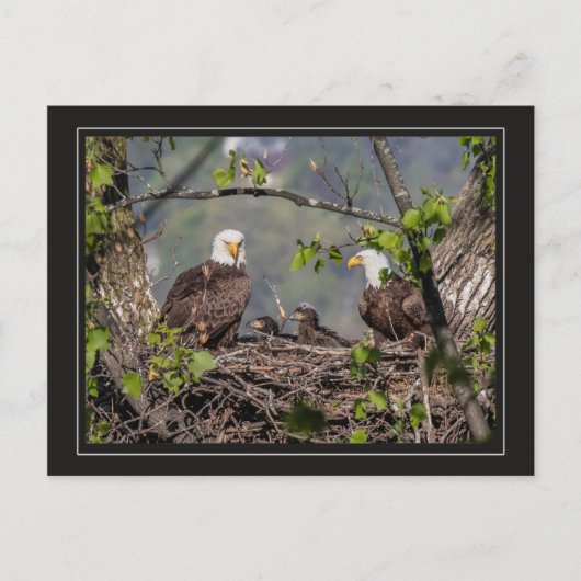 Bald Eagle Family Portret Briefkaart (Voorkant)