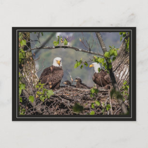 Bald Eagle Family Portret Briefkaart