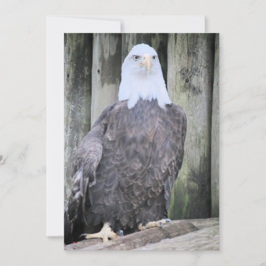 Bald eagle feestdagenkaart (Voorkant)