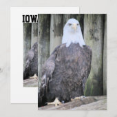Bald eagle feestdagenkaart (Voorkant / Achterkant)