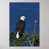 Bald Eagle Fine Art Print (Voorkant)