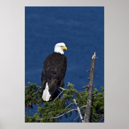 Bald Eagle Fine Art Print (Voorkant)