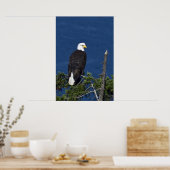 Bald Eagle Fine Art Print (Keuken)