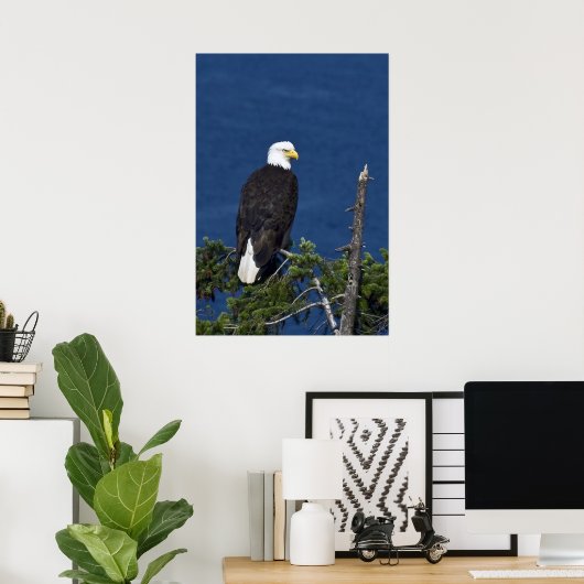 Bald Eagle Fine Art Print (Thuiskantoor)