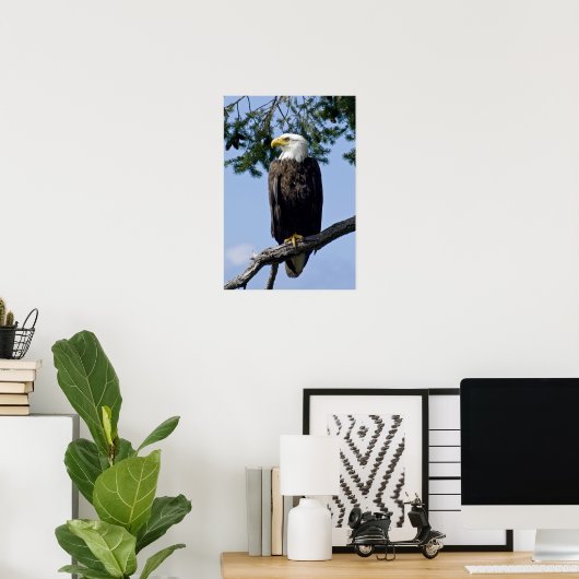 Bald Eagle Fine Art Prints (Thuiskantoor)