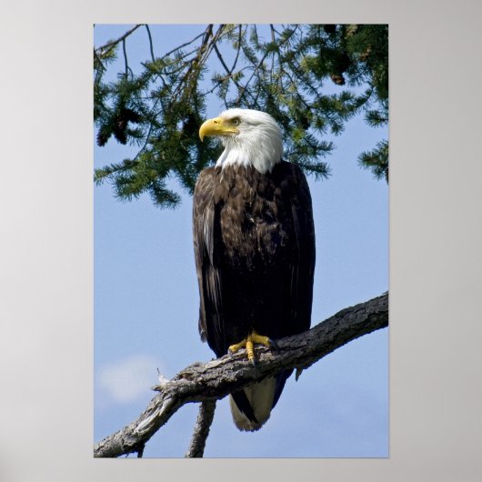 Bald Eagle Fine Art Prints (Voorkant)