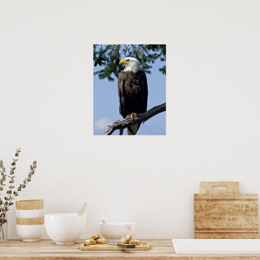 Bald Eagle Fine Art Prints (Keuken)