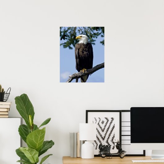 Bald Eagle Fine Art Prints (Thuiskantoor)