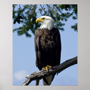 Bald Eagle Fine Art Prints
