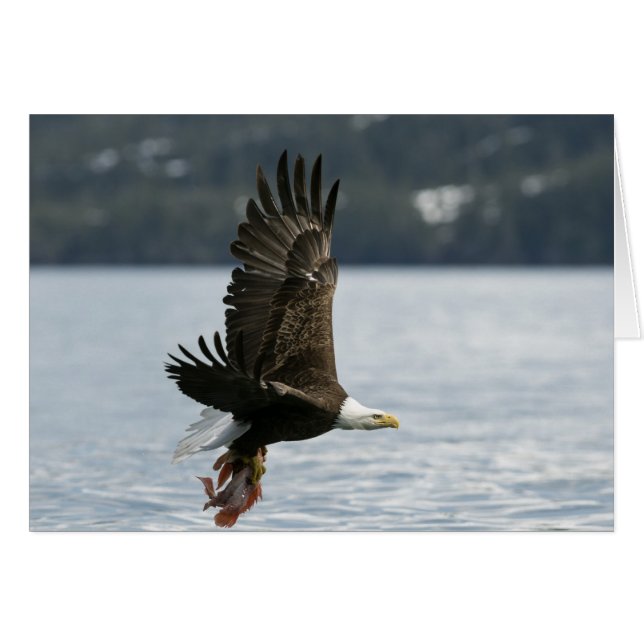 Bald Eagle Fish Retrieval (Voorkant Horizontaal)