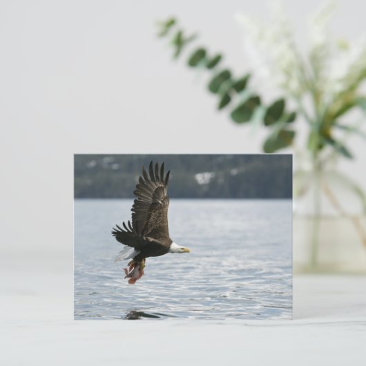 Bald Eagle Fish Retrieval Briefkaart (Staand voorkant)