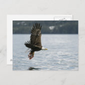 Bald Eagle Fish Retrieval Briefkaart (Voorkant / Achterkant)