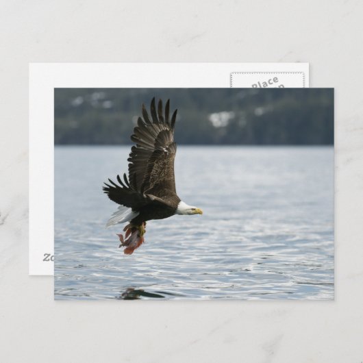 Bald Eagle Fish Retrieval Briefkaart (Voorkant / Achterkant)
