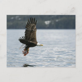 Bald Eagle Fish Retrieval Briefkaart