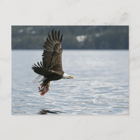 Bald Eagle Fish Retrieval Briefkaart (Voorkant)