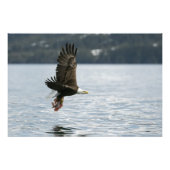 Bald Eagle Fish Retrieval Foto Afdruk (Voorkant)