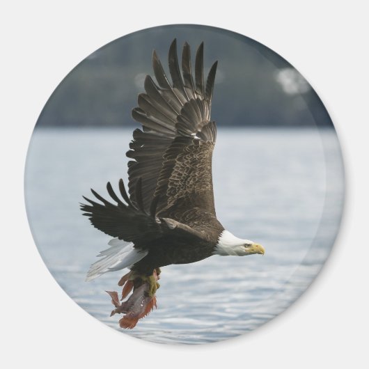 Bald Eagle Fish Retrieval Magneet (Voorkant)