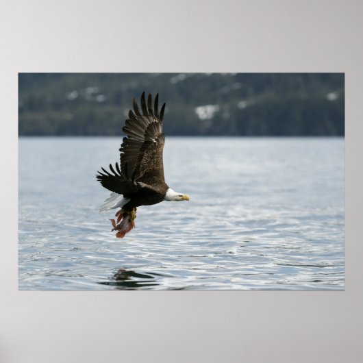 Bald Eagle Fish Retrieval Poster (Voorkant)