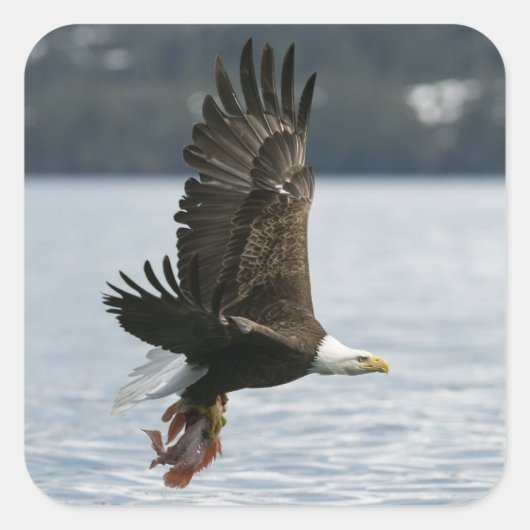 Bald Eagle Fish Retrieval Vierkante Sticker (Voorkant)