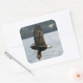 Bald Eagle Fish Retrieval Vierkante Sticker (Envelop)