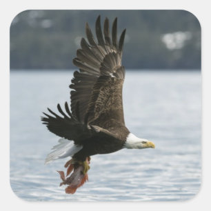 Bald Eagle Fish Retrieval Vierkante Sticker