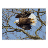 Bald Eagle Flash (Voorkant Horizontaal)
