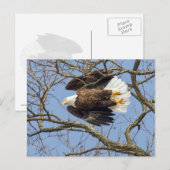 Bald Eagle Flash Briefkaart (Voorkant / Achterkant)