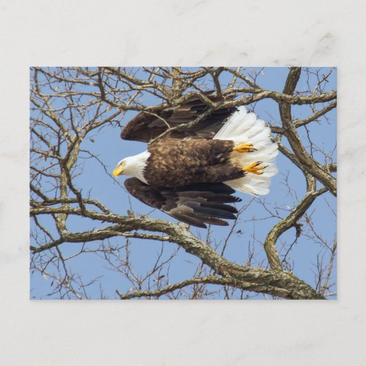 Bald Eagle Flash Briefkaart (Voorkant)