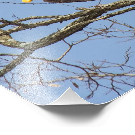 Bald Eagle Flash Foto Afdruk (Hoek)