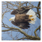 Bald Eagle Flash Tegeltje (Voorkant)