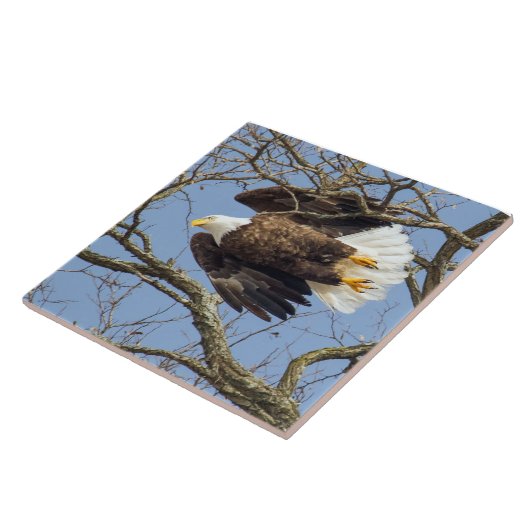 Bald Eagle Flash Tegeltje (Zijkant)