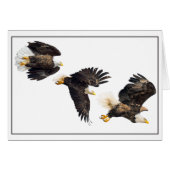 Bald Eagle Flight (Voorkant Horizontaal)
