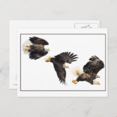 Bald Eagle Flight Briefkaart (Voorkant / Achterkant)