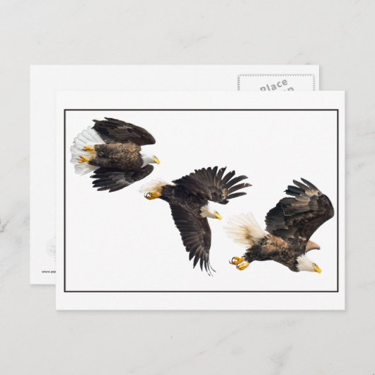 Bald Eagle Flight Briefkaart (Voorkant / Achterkant)
