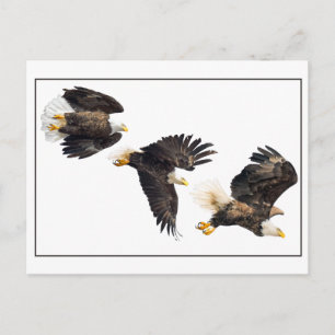 Bald Eagle Flight Briefkaart